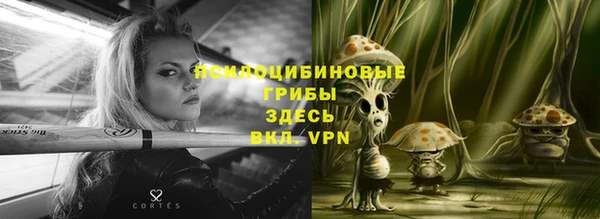 хмурый Аркадак