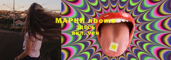 хмурый Аркадак